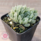 Haworthia cooperi 'Silver Swirls'