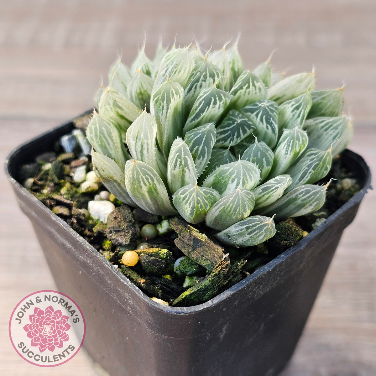 Haworthia cooperi 'Silver Swirls'