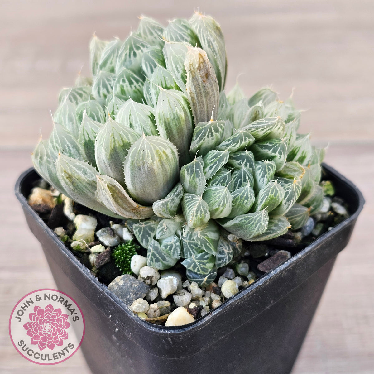 Haworthia cooperi 'Silver Swirls'