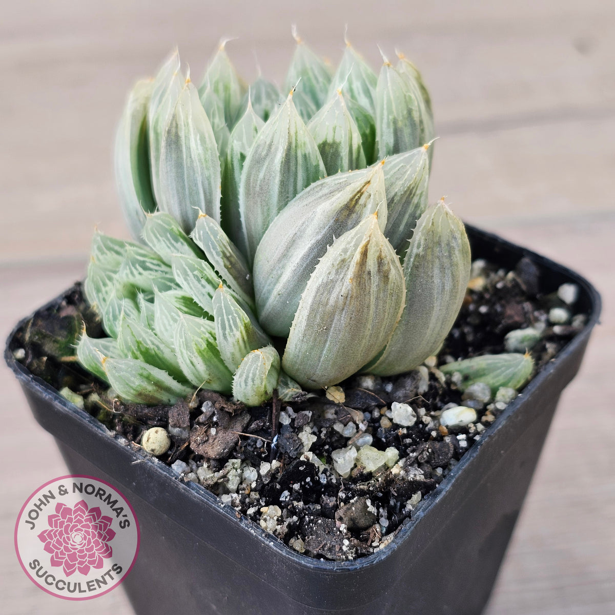 Haworthia cooperi 'Silver Swirls'