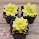 Haworthia 'Xantha Gold'