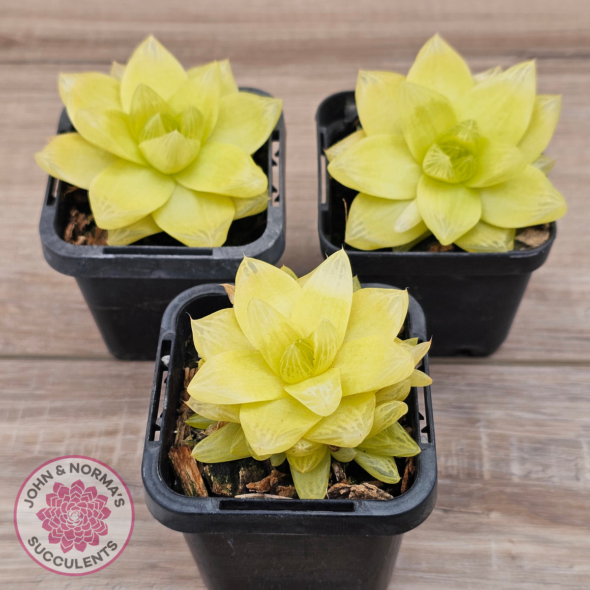 Haworthia 'Xantha Gold'