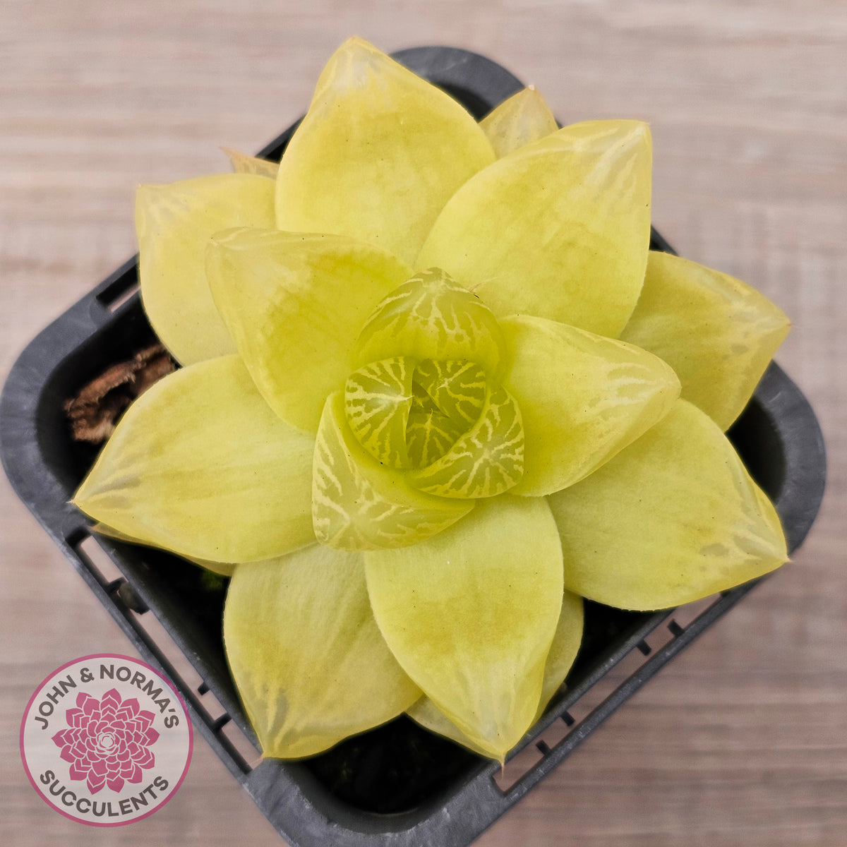 Haworthia 'Xantha Gold'