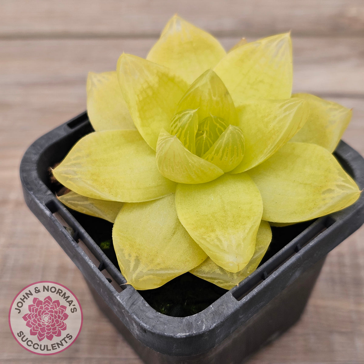 Haworthia 'Xantha Gold'