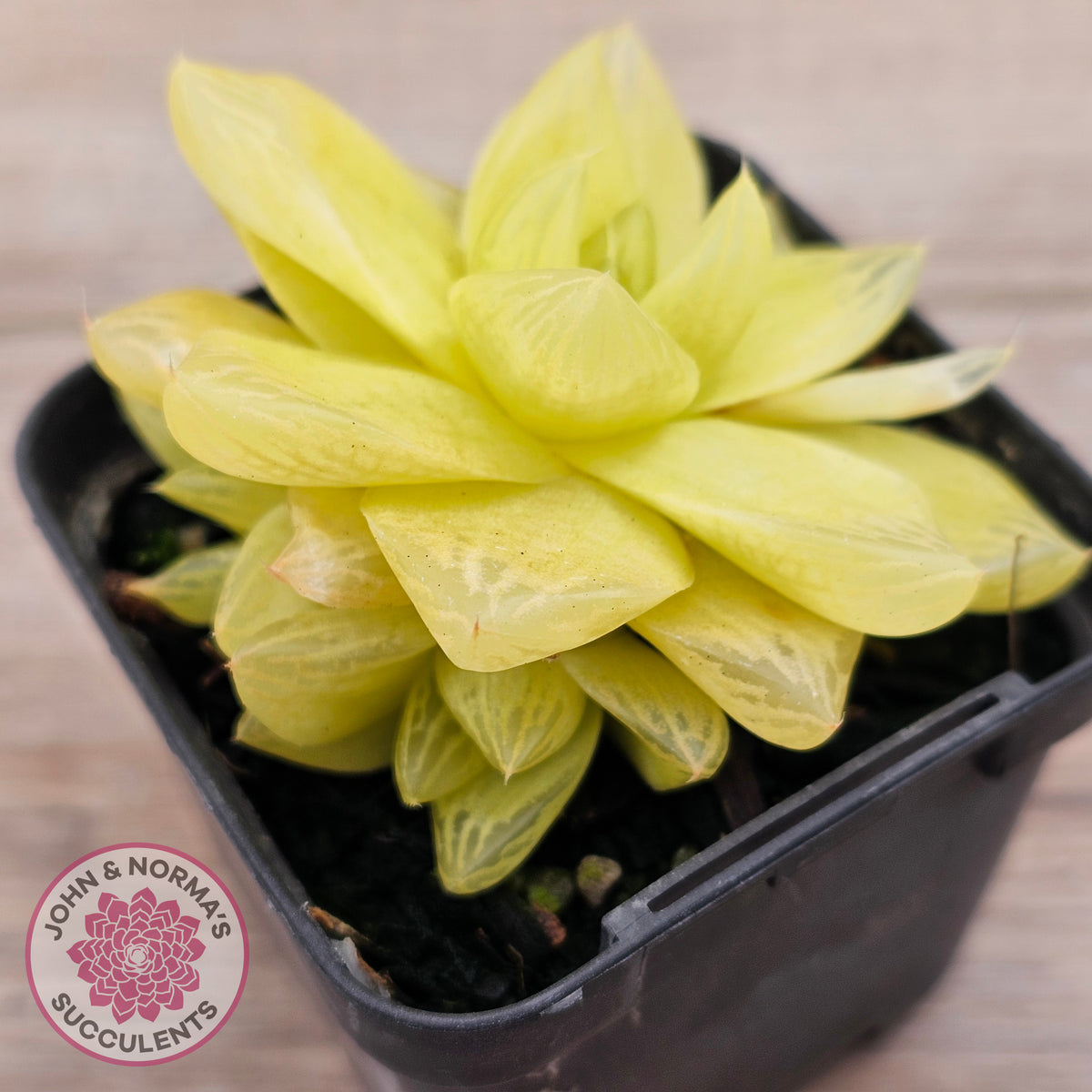 Haworthia 'Xantha Gold'