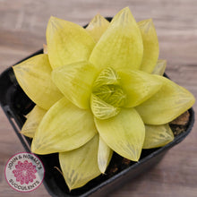 Load image into Gallery viewer, Haworthia &#39;Xantha Gold&#39;
