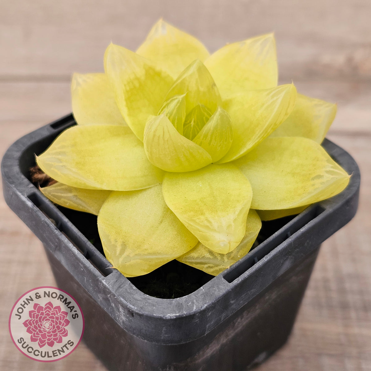 Haworthia 'Xantha Gold'