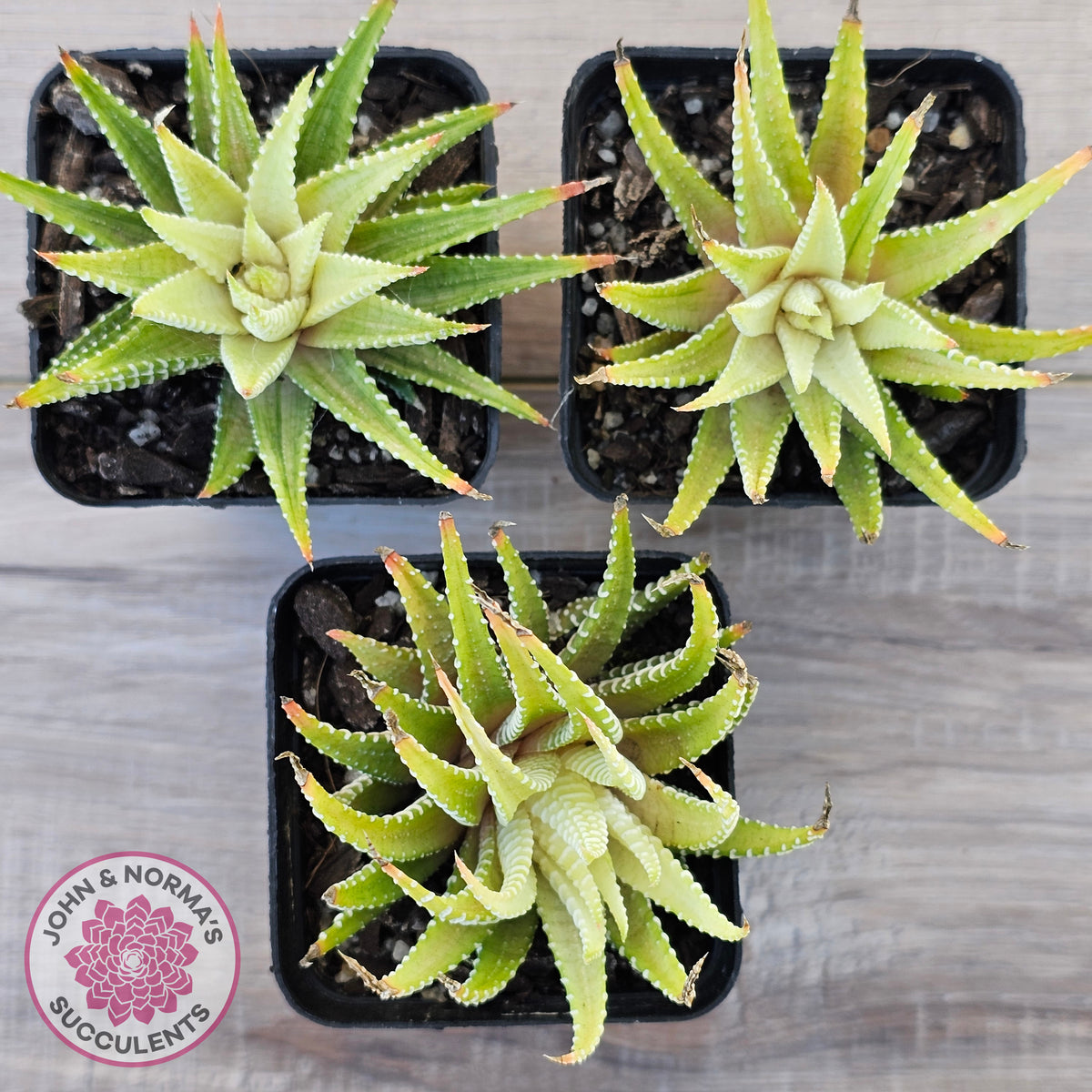 Haworthia attenuata variegata