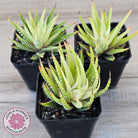 Haworthia attenuata variegata