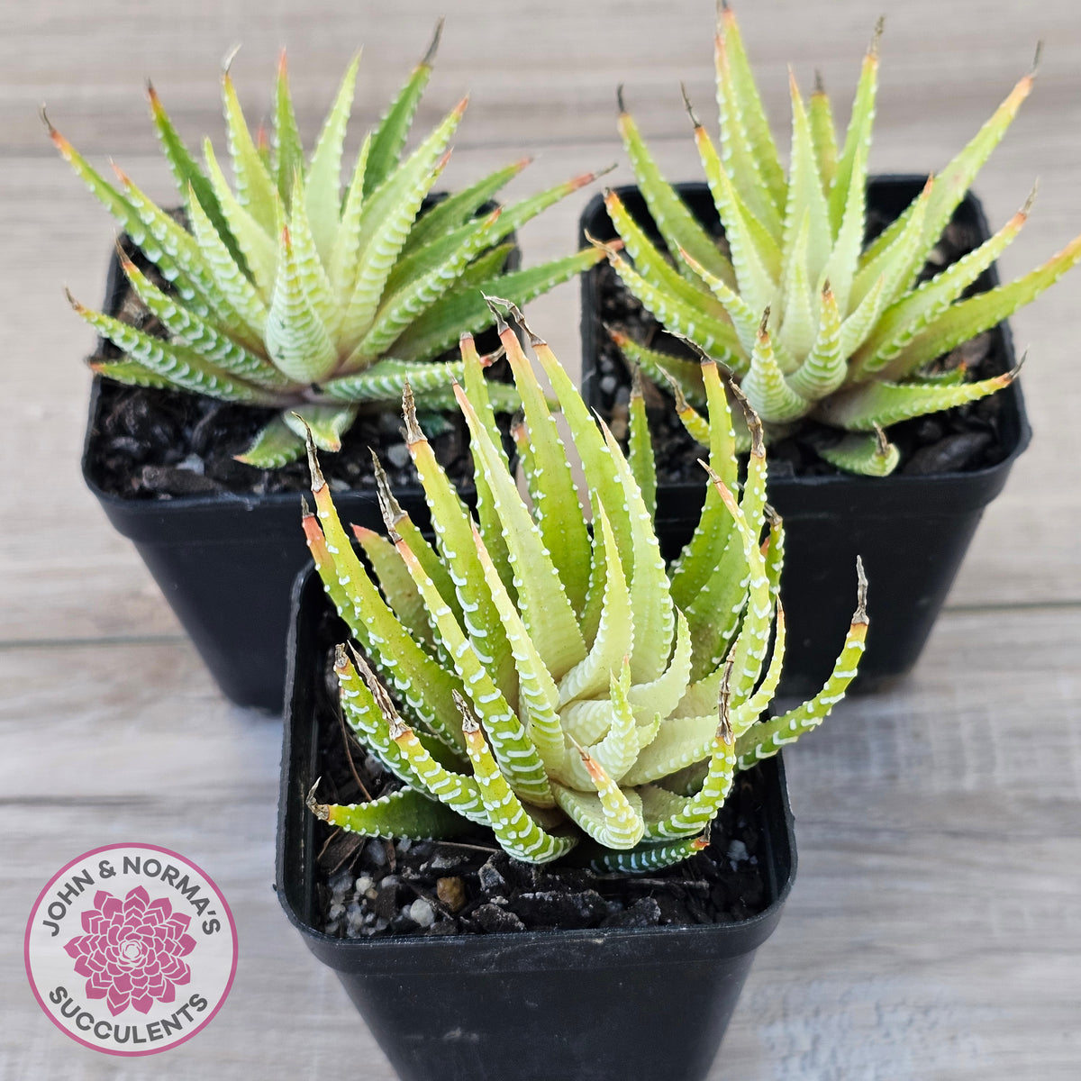 Haworthia attenuata variegata