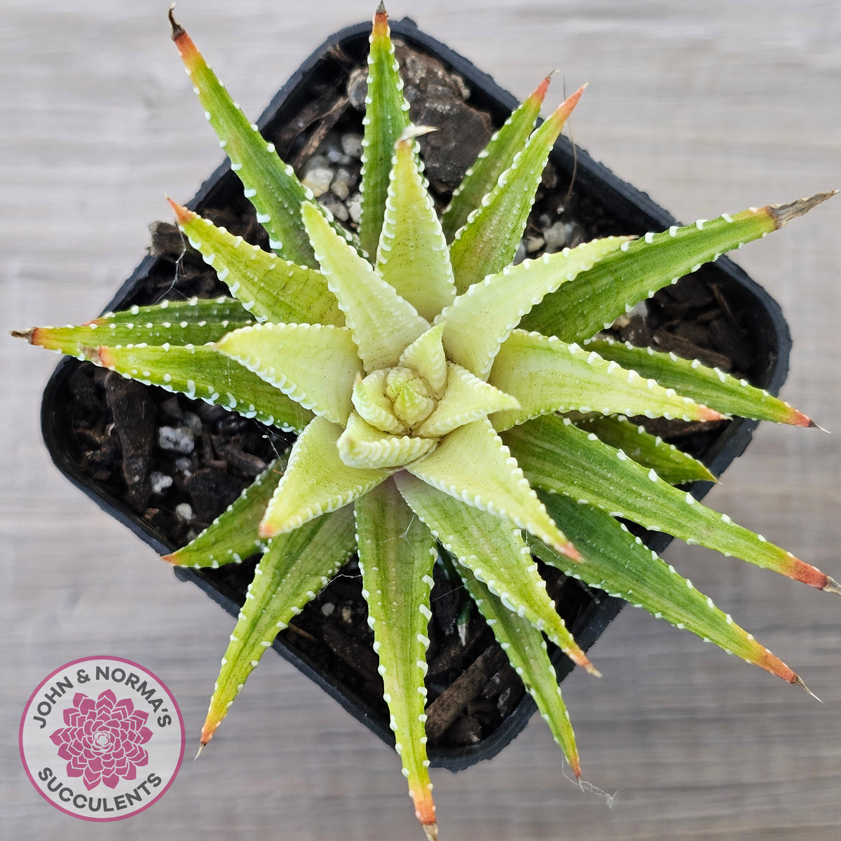 Haworthia attenuata variegata