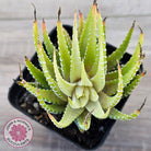Haworthia attenuata variegata