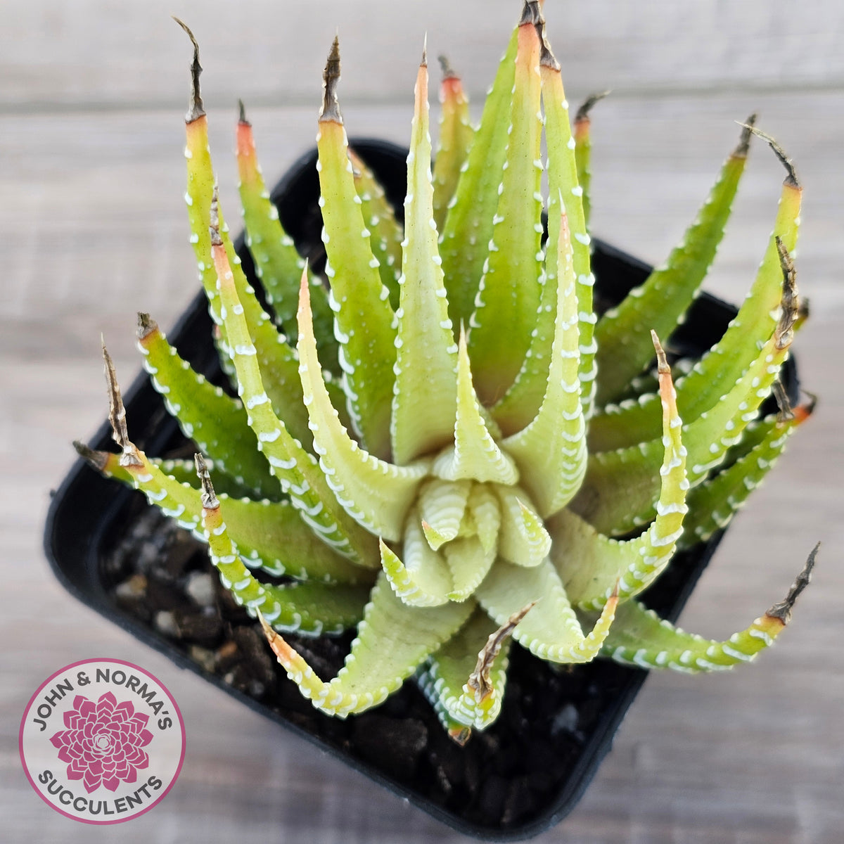 Haworthia attenuata variegata