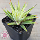 Haworthia attenuata variegata