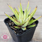 Haworthia attenuata variegata