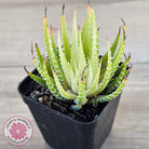 Haworthia attenuata variegata