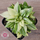 Haworthia cymbiformis 'Variegata' Clumps