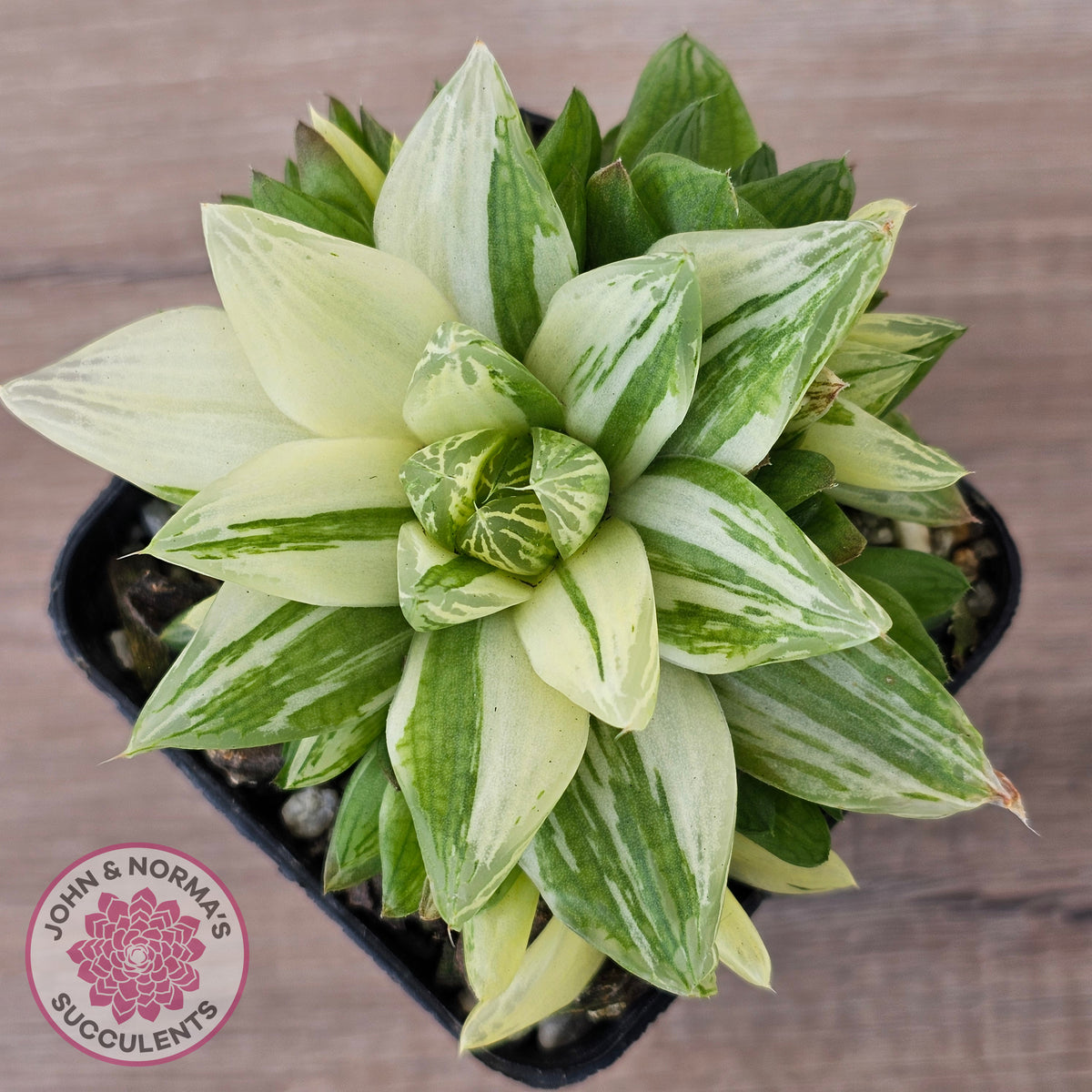 Haworthia cymbiformis 'Variegata' Clumps
