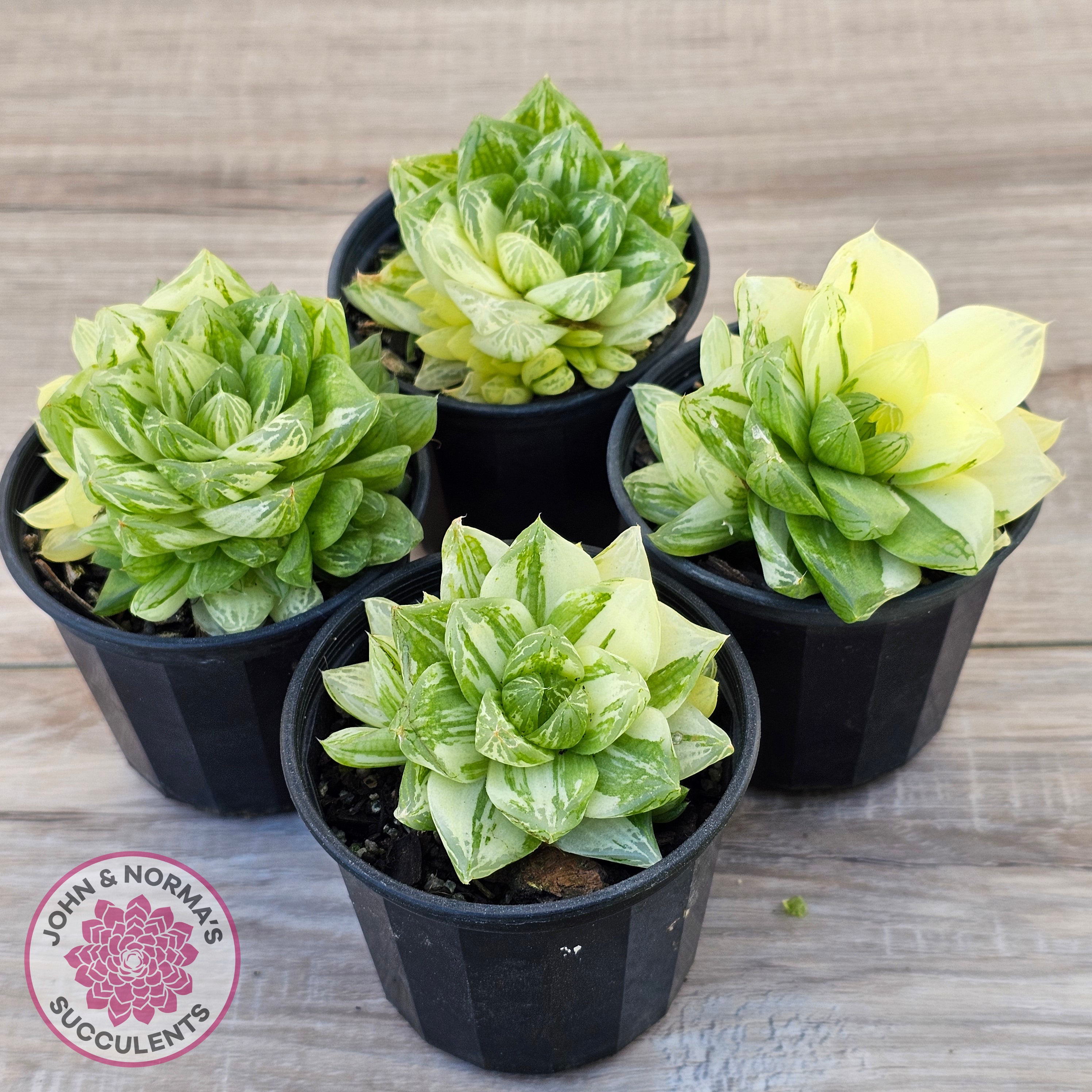 Buy Haworthia cymbiformis 'Variegata' Clumps Australia