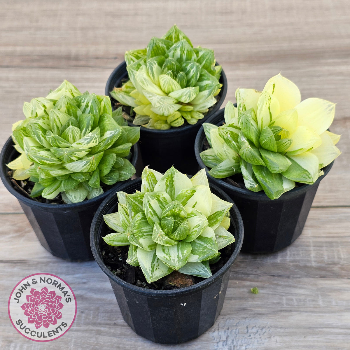 Haworthia cymbiformis 'Variegata' Clumps