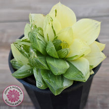 Load image into Gallery viewer, Haworthia cymbiformis 'Variegata' Clumps
