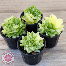 Load image into Gallery viewer, Haworthia cymbiformis 'Variegata' Clumps
