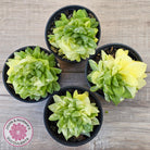 Haworthia cymbiformis 'Variegata' Clumps