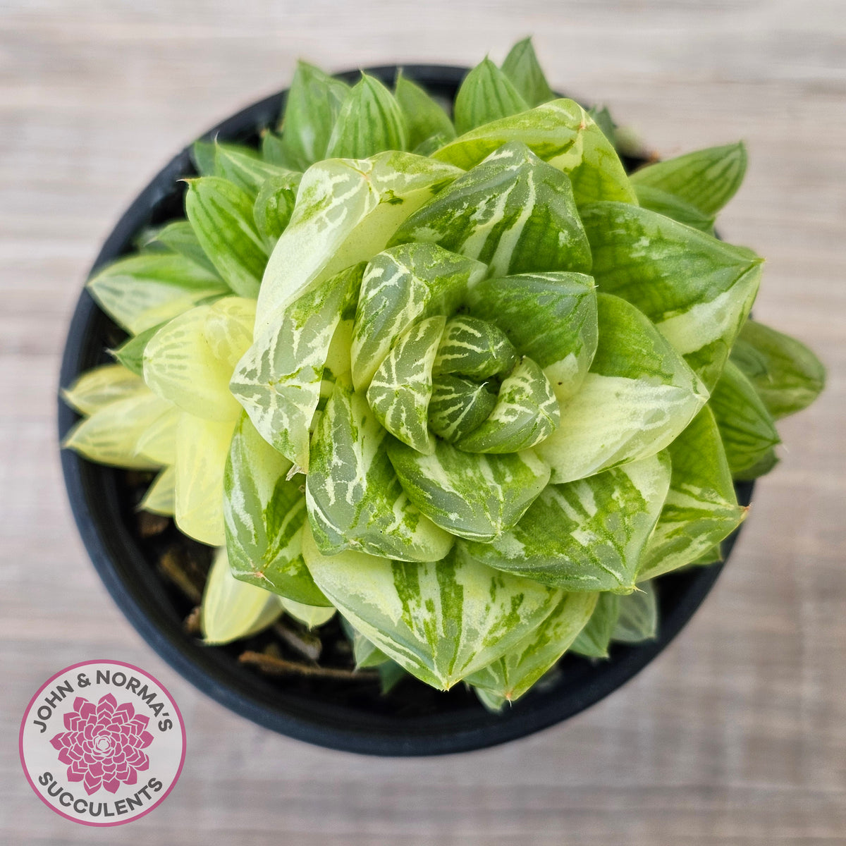 Haworthia cymbiformis 'Variegata' Clumps