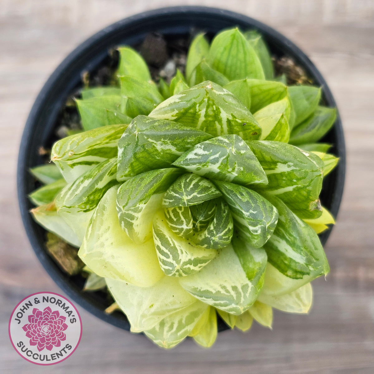 Haworthia cymbiformis 'Variegata' Clumps