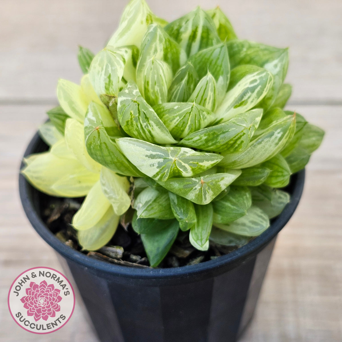 Haworthia cymbiformis 'Variegata' Clumps