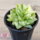 Haworthia cymbiformis 'Variegata' Clumps