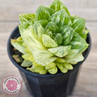 Haworthia cymbiformis 'Variegata' Clumps