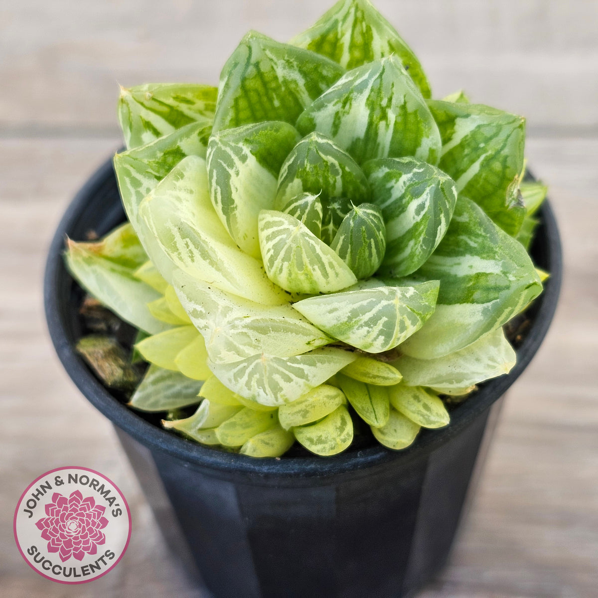 Haworthia cymbiformis 'Variegata' Clumps
