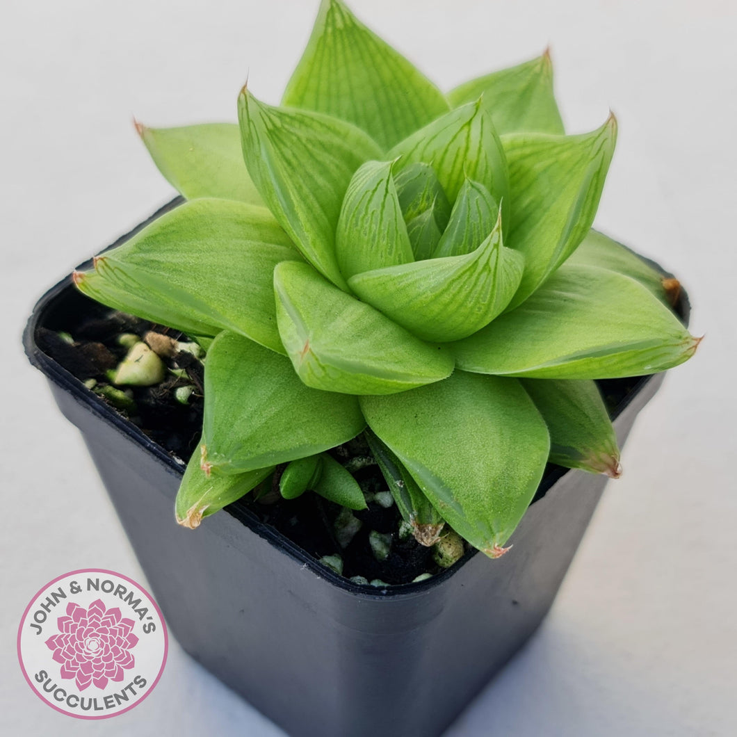 Haworthia cymbiformis - John & Norma's Succulents Australia