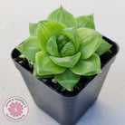 Haworthia cymbiformis