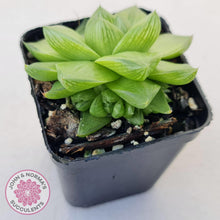 Load image into Gallery viewer, Haworthia cymbiformis - John &amp; Norma&#39;s Succulents Australia
