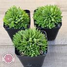 Haworthia mucronata