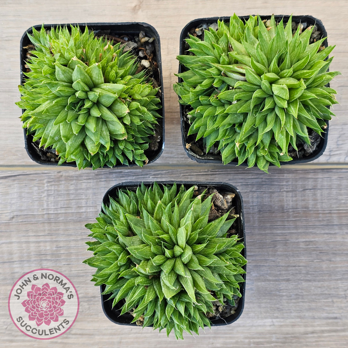 Haworthia mucronata