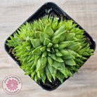 Haworthia mucronata