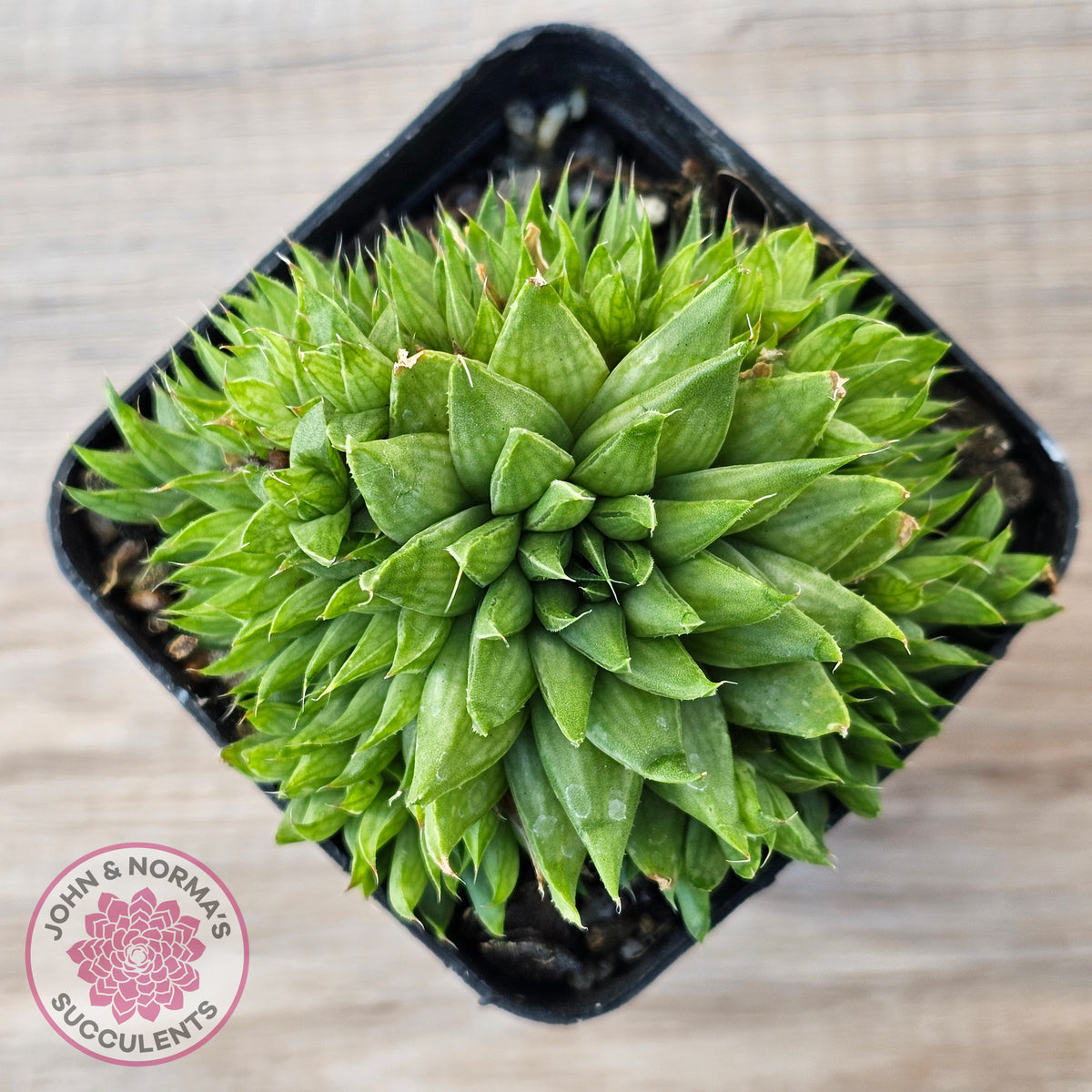 Haworthia mucronata