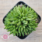 Haworthia mucronata
