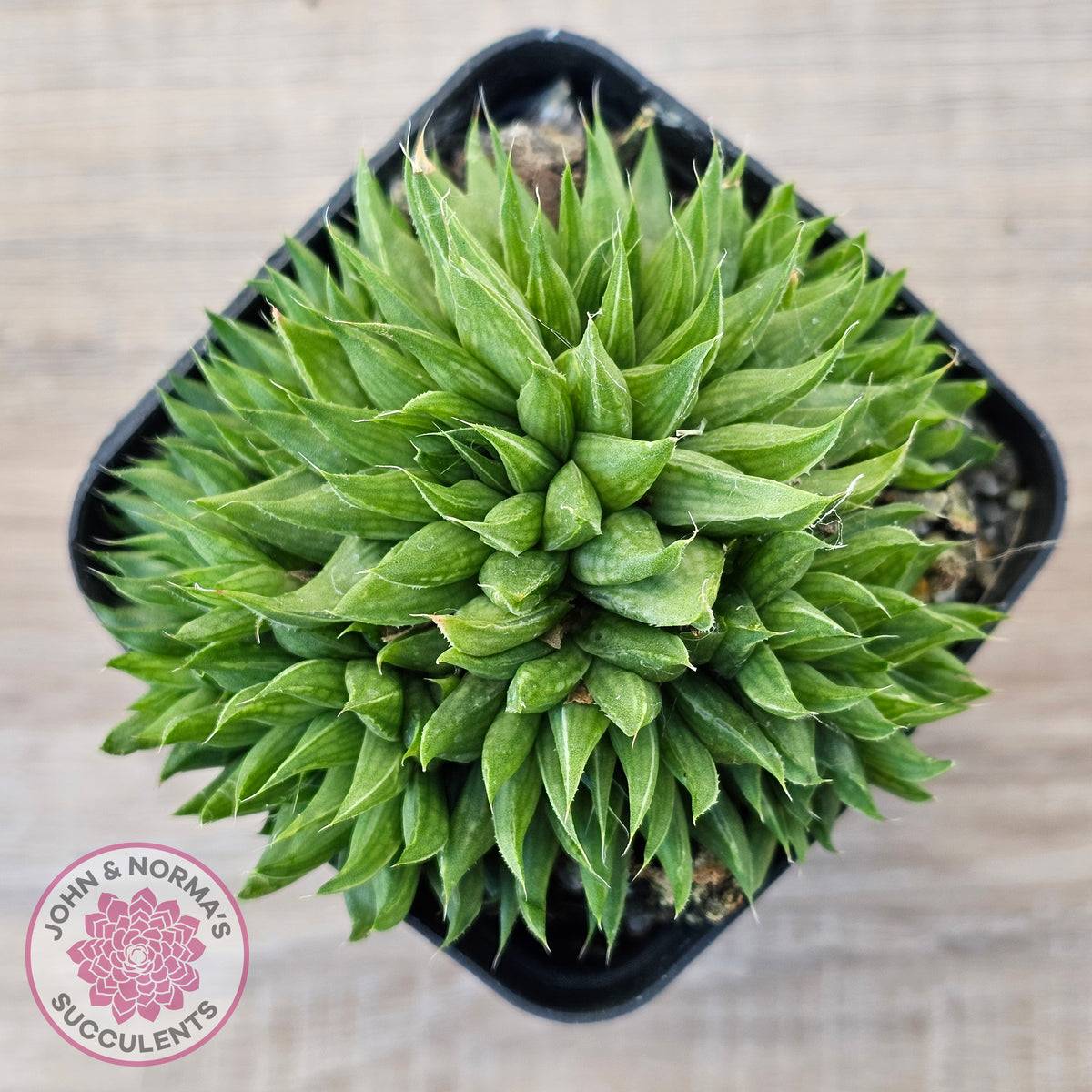 Haworthia mucronata