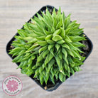 Haworthia mucronata