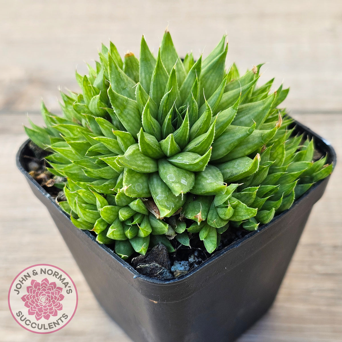 Haworthia mucronata