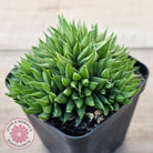 Haworthia mucronata