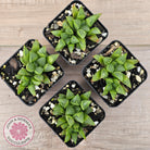 Haworthia retusa var. (multi)