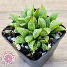Haworthia retusa var. (multi)