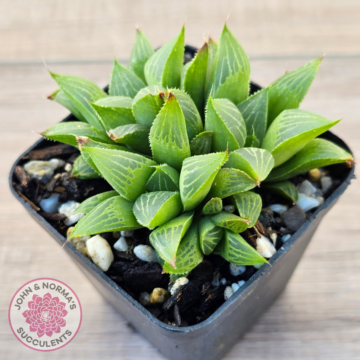 Haworthia retusa var. (multi)