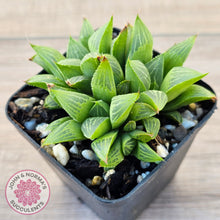 Load image into Gallery viewer, Haworthia retusa var. (multi)
