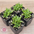 Haworthia retusa var. (multi)